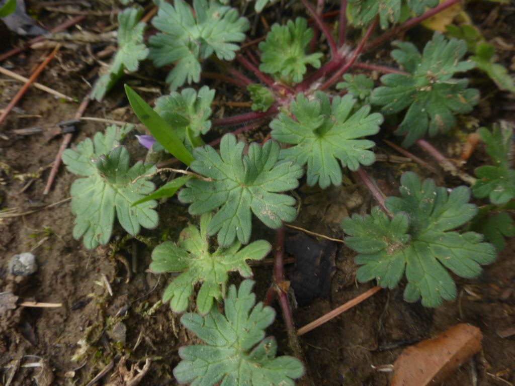 Geranium molle o geranium pusillum?